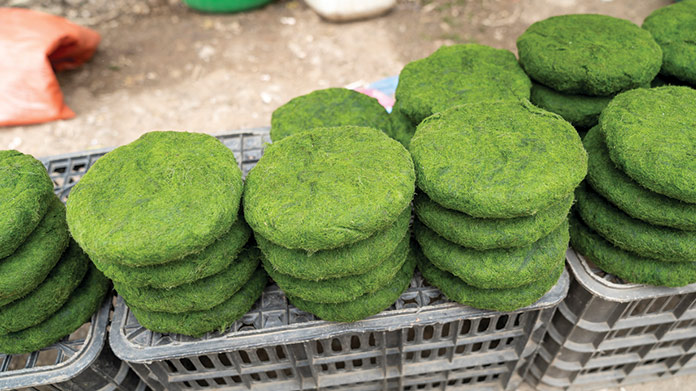 Algae Farm Image