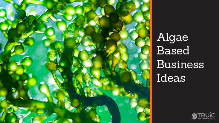 A beautiful zoomed in landscape of algae.