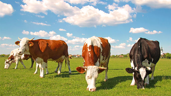 Animal Husbandry Business Image