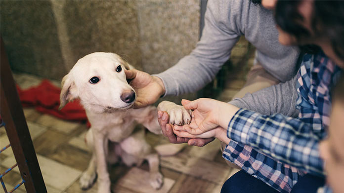 Animal Rescue Business Image