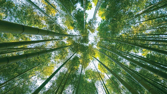 Bamboo Farm Image