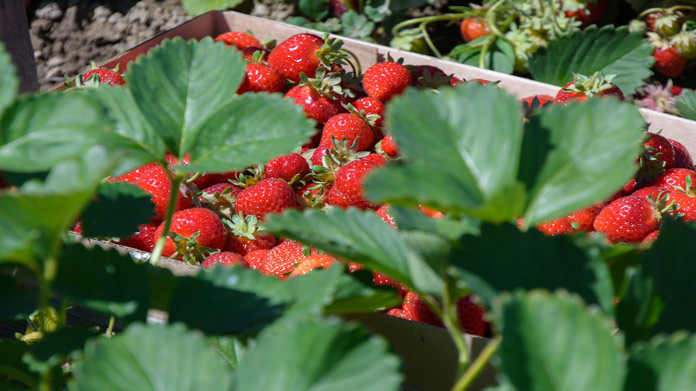 Berry Picking Farm Image