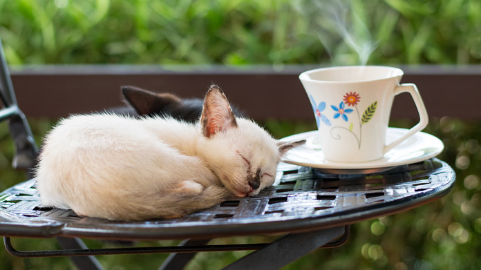 Cat Cafe Image