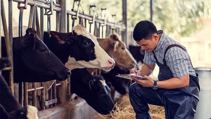 Cattle Ranch Business Image