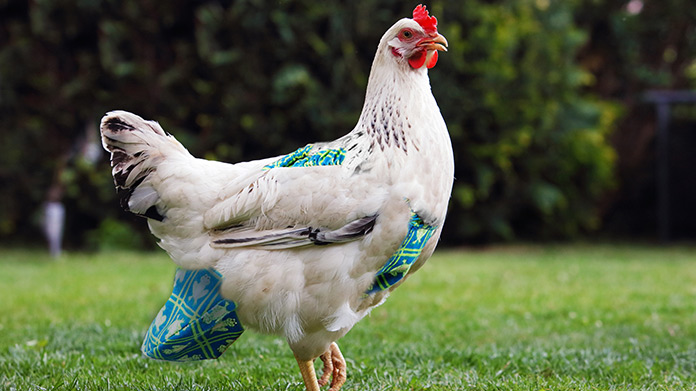 Chicken Diaper Business Image