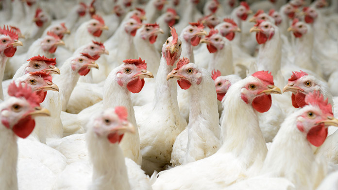 Chicken Renting Service Image