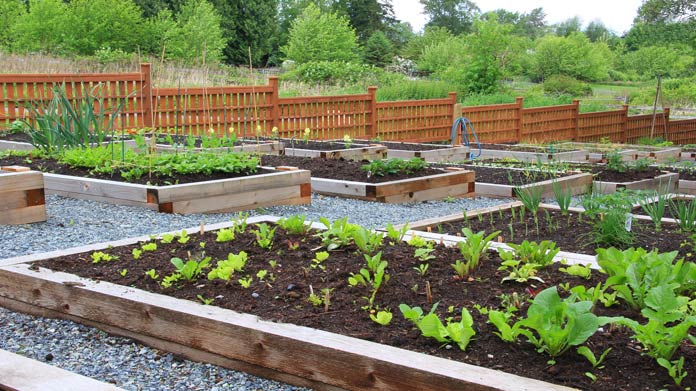 Community Garden Image