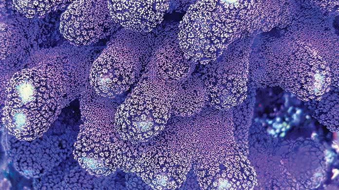 Coral Farm Image