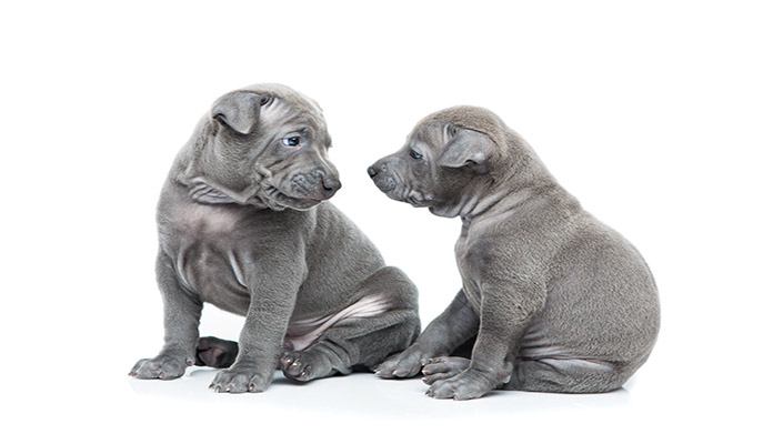 Dog Breeding Business Image