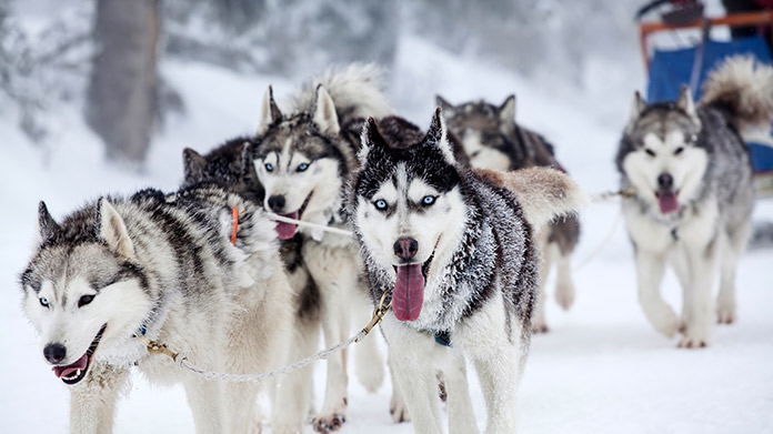 Dog Sledding Business Image