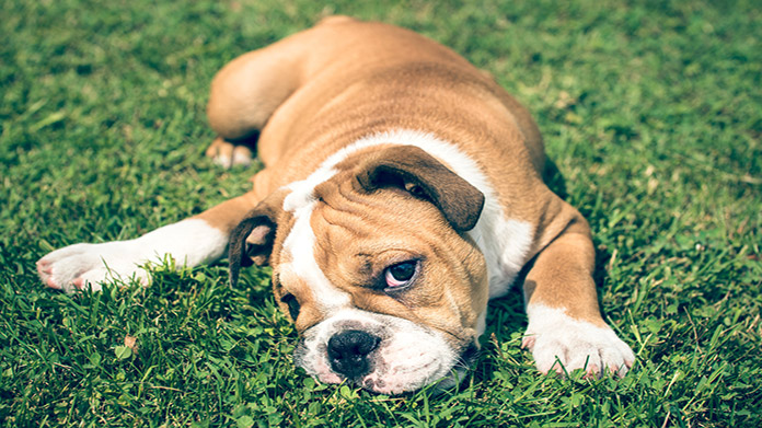 Dog Training Business Image