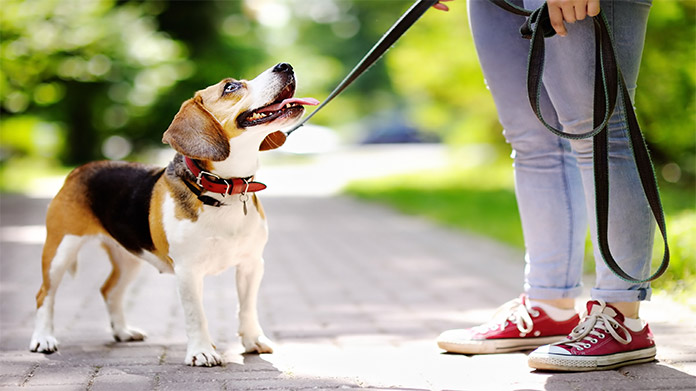 Dog Walking Business Image