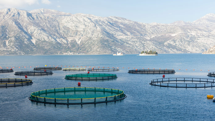 Fish Farm Image