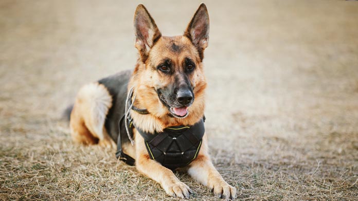 Guard Dog Business Image