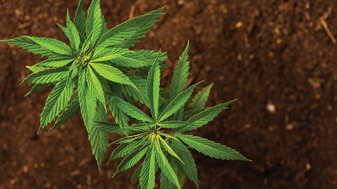 Hemp Farm Image