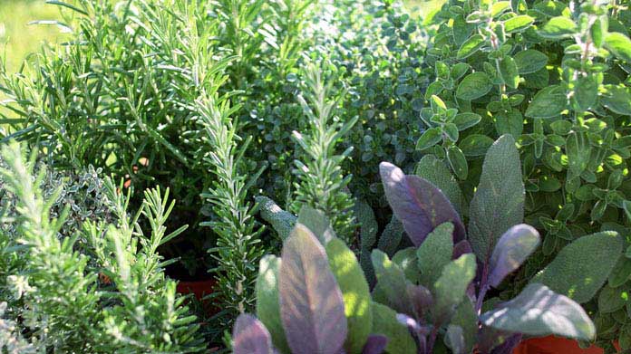 Herb Farm Image