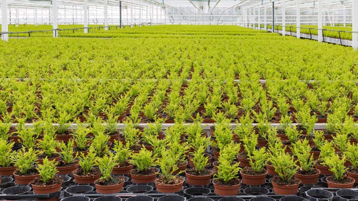Hydroponic Farm Business Image