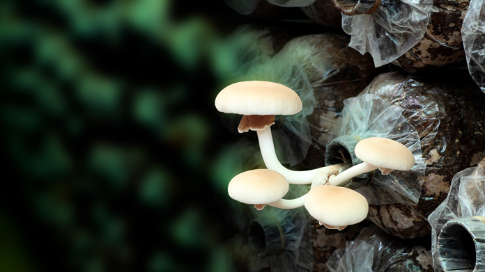 Mushroom Farm Image