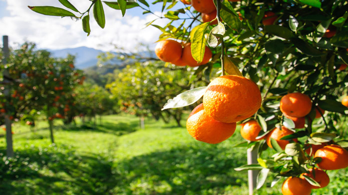Orchard Image
