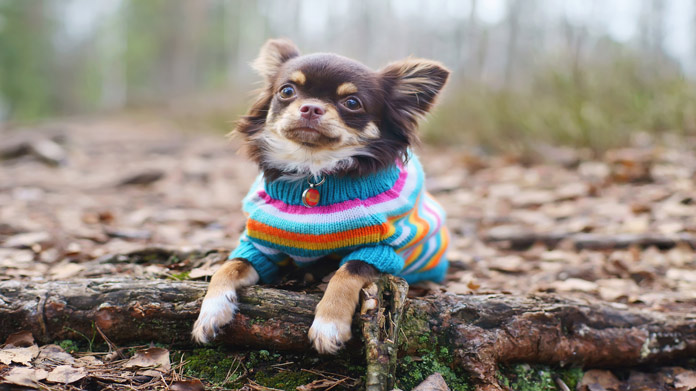 Pet Clothing Store Image