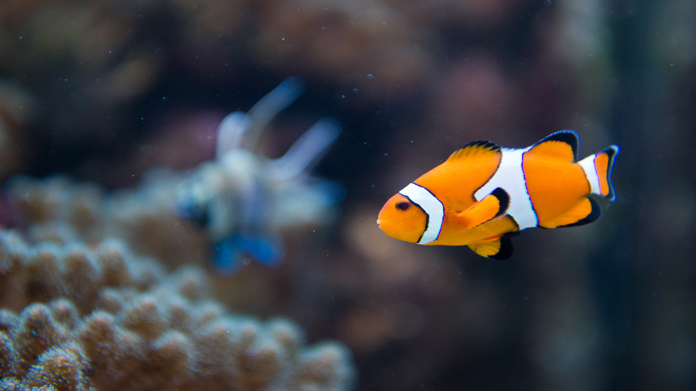 Pet Fish Store Image