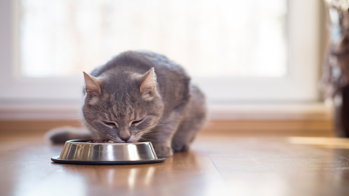 Pet Food Business Image