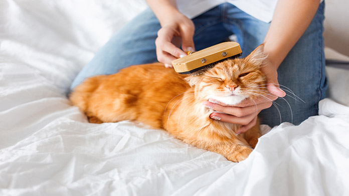 Pet Grooming Business Image