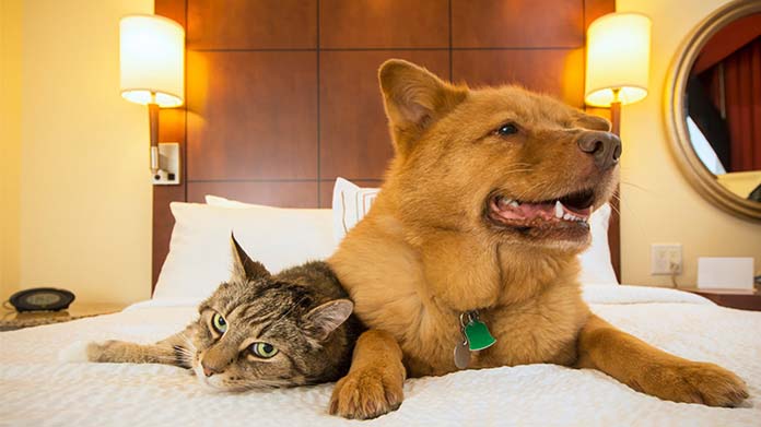 Pet Hotel Business Image