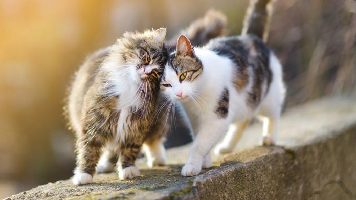 Pet Photography Business Image