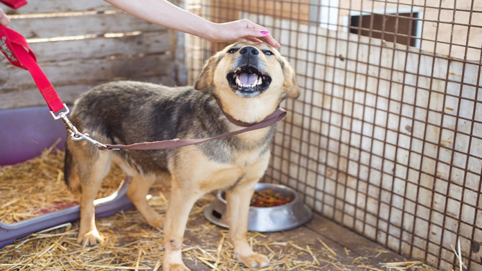 Pet Shelter Image