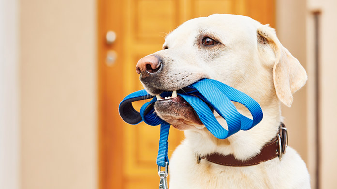 Pet Supply Store Image