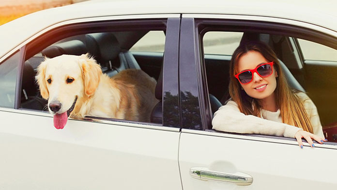 Pet Taxi Business Image