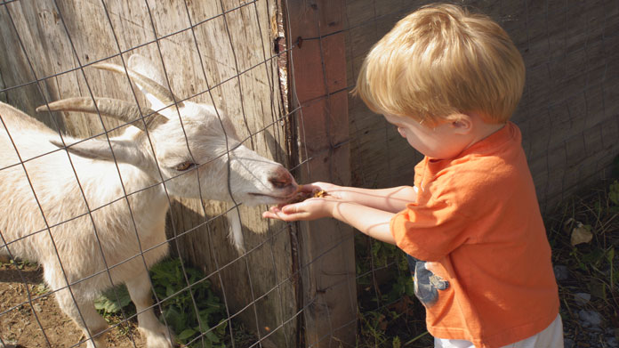 Petting Zoo Image