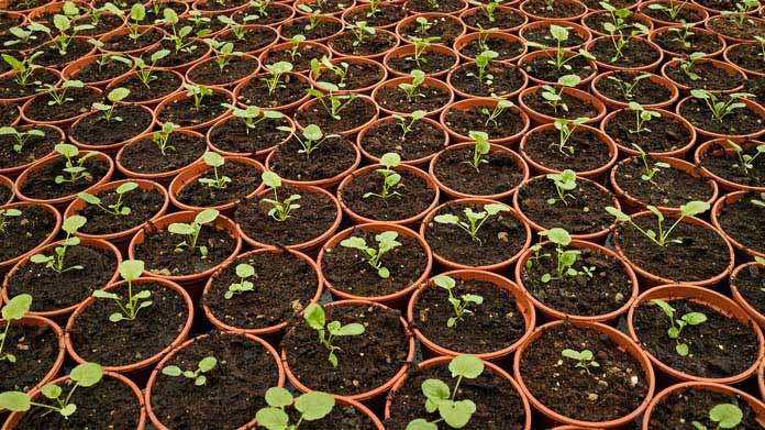 Plant Nursery Image