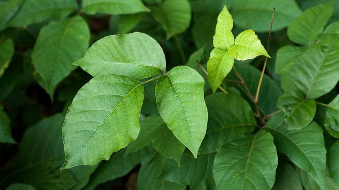Poison Ivy Removal Business Image