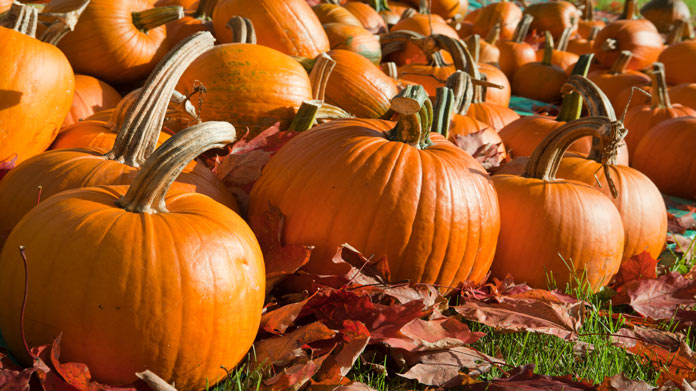Pumpkin Farm Image