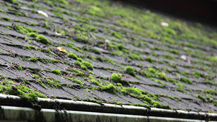 Roof Cleaning Business Image