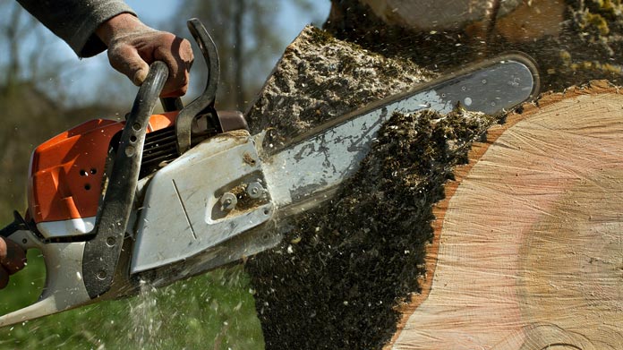 Tree Service Image