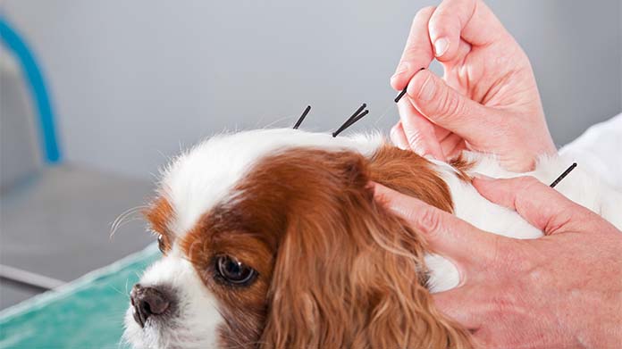Veterinary Acupuncture Business Image