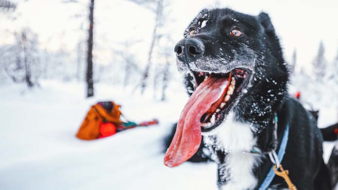 Winter Pet Gear Business Image